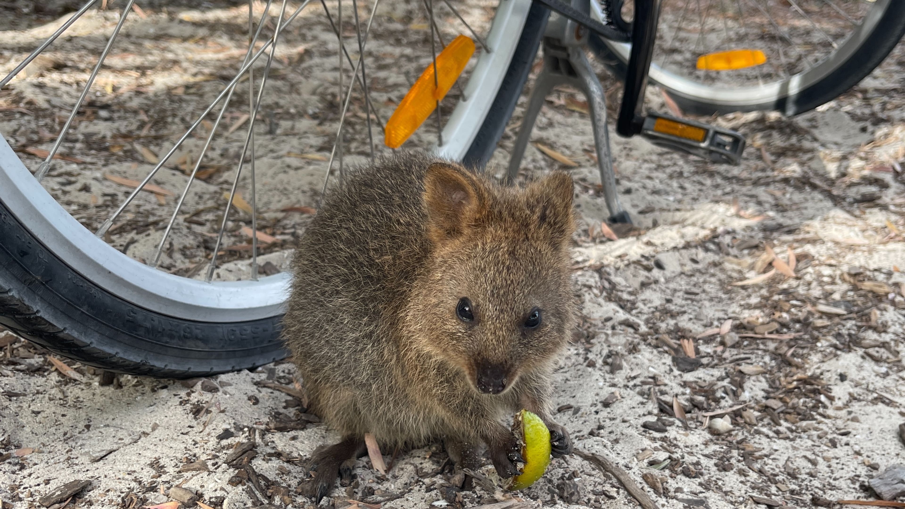 Quokka in the wild, Western Australia, 2024